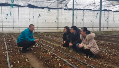 上海市农科院食用菌所专家到金山区指导羊肚菌生产工作