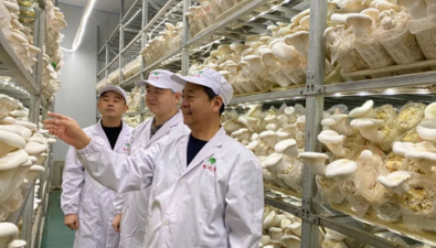 河南许昌：世纪香公司食用菌生产忙 实现产销两旺