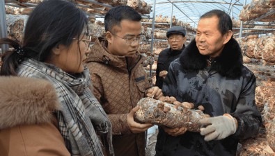 湖北隨縣：小香菇托起致富夢