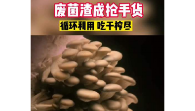 河南清丰县：废菌渣成抢手货