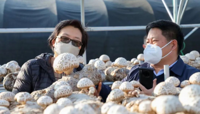 谭琦：用食用菌装满消费者的“菜篮子”，撑起乡村振兴“致富伞”