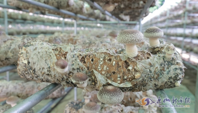 四川乐山：“科技+农业”，智慧产业园香菇产量高