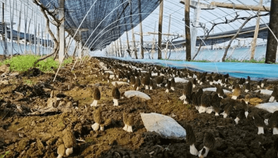 陕西西安市：葡萄树下种菌菇 拓宽农户致富路