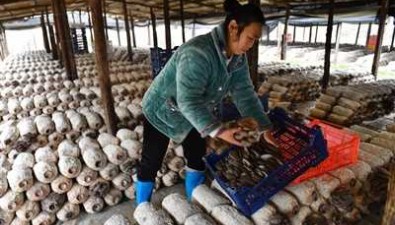 湖北咸寧：食用菌基地年培育食用菌10萬多棒