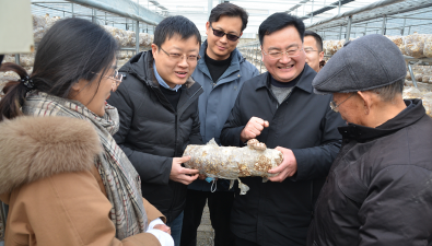 湖北隨縣三里崗鎮：香菇棚里菇朵旺