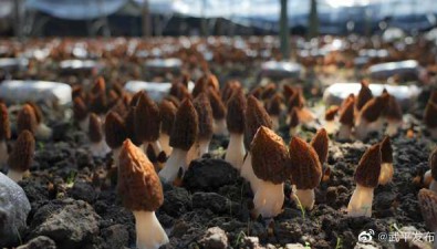 福建武平：羊肚菌試種成功