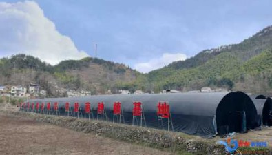 安徽宿松陳漢鄉(xiāng)：小小羊肚菌 拓寬振興路