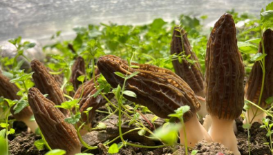 云南麗江：永勝縣光華鄉種植羊肚菌過上好日子
