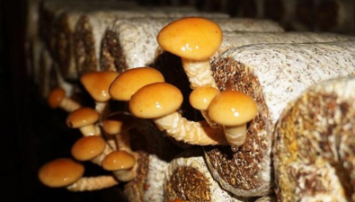 貴州劍河縣：滑子菇實現(xiàn)反季節(jié)種植 即將進入豐產(chǎn)期