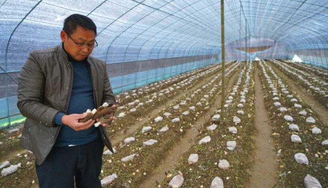 贵州黄平县：清水江村试种羊肚菌成功