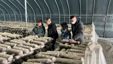 辽宁省科技特派食用菌首席专家刘俊杰一行赴多地开展食用菌技术指导