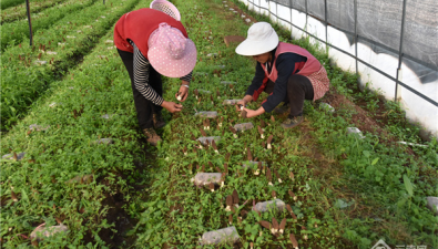 云南永勝縣：羊肚菌產業(yè)富農家