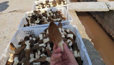安徽歙縣：羊肚菌成“致富菌”