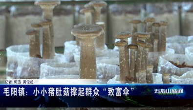 海南五指山毛陽鎮：豬肚菇撐起“致富傘”