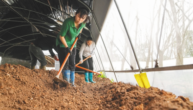 海南澄迈县仁兴镇：林下种植食用菌，促农民持续增收