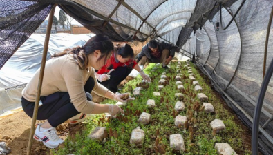 云南鲁甸：羊肚菌抢“鲜”上市