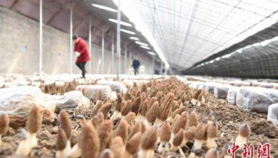 江蘇沛縣：鹿樓食用菌種植擴量提質