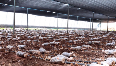 山东沂南县：年产食用菌1.2万吨，覆盖平菇、香菇、羊肚菌……