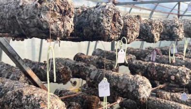 陕西扶风县：小蘑菇撑起大产业