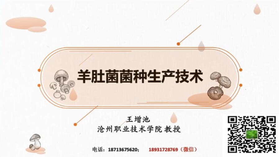 羊肚菌菌种生产技术-王增池老师
