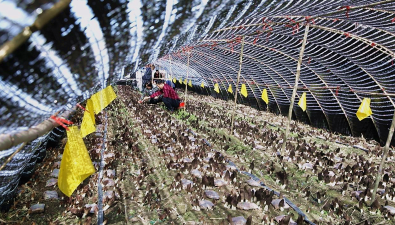 中国农业科学院专家到贵州剑河县冬闲田羊肚菌种植基地进行田间测产