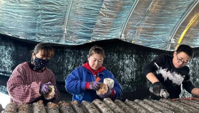 内蒙古林西县：大井镇注重食用菌产业与旅游产业融合