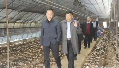 河南省靈寶市委書記張志剛到靈寶昌盛公司調研羊肚菌特色產業發展情況