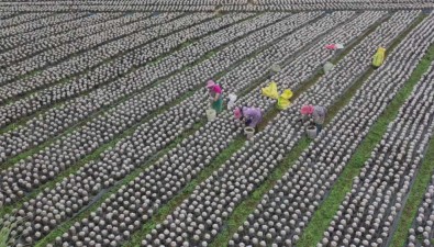 廣西龍州縣：年生產菌棒4000萬棒，年收入1.9億元