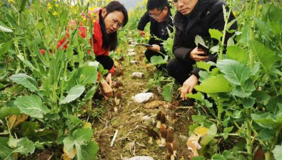 貴州：銅仁市碧江區油菜套種羊肚菌試驗獲成功