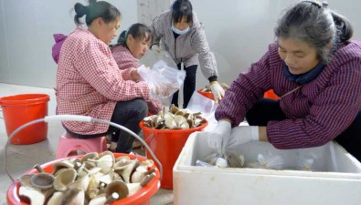 廣西富川縣：豬肚菇豐產