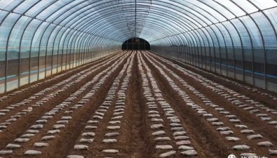 陕西乾县大杨镇：288亩食用菌种植基地年产值1500万元