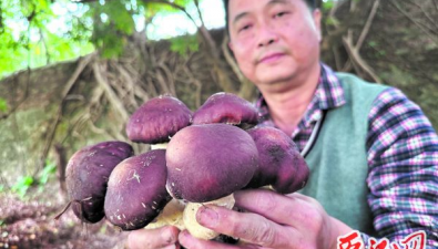 广东肇庆：成功试种赤松茸，亩产可达6000斤