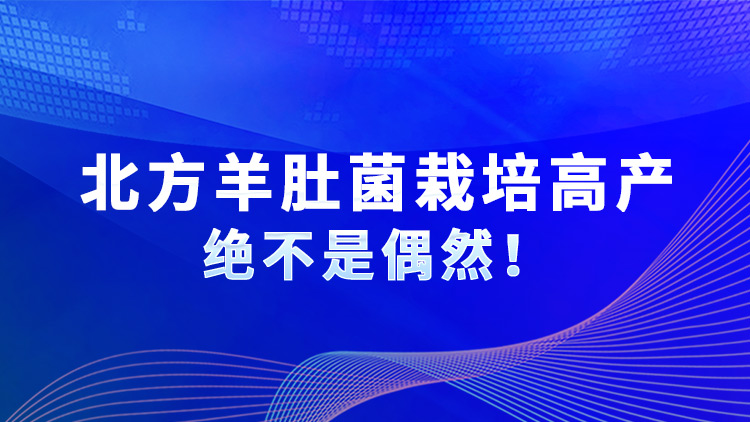 北方羊肚菌栽培高产绝不是偶然！