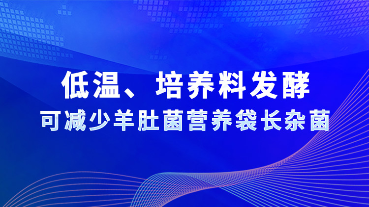 低温、培养料发酵可减少羊肚菌营养袋长杂菌