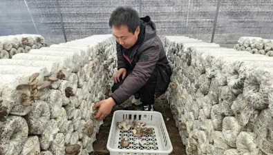 甘肅隴南成縣：小平菇撐開“致富傘”