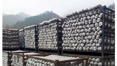 河南盧氏縣：菌棒加工生產忙 產業發展活力足