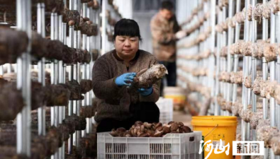 河北涿鹿县：年产鲜菇40多万斤，产值300多万元