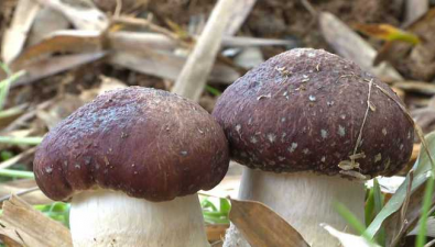浙江临安研口村：竹林套种大球盖菇，“小脑袋”变“大收益”