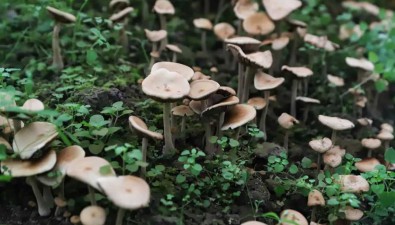 四川兴文县僰王山镇：种40多亩新菌种皇簇菇，产值1000万元