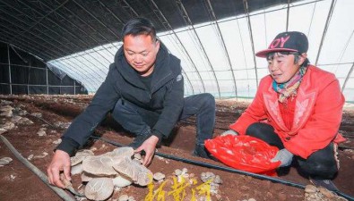 山东济南：一朵蘑菇重60斤！特色农场种出“土黄金”