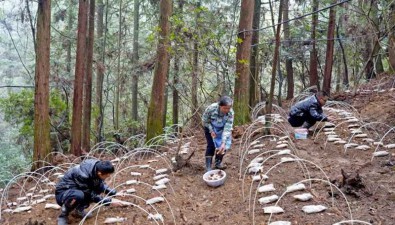 贵州：纳雍县30亩仿野生羊肚菌喜获丰收