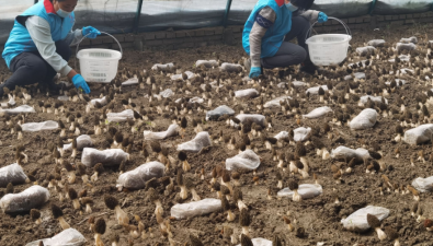 北京顺义：50亩羊肚菌丰收，市民可亲手采摘