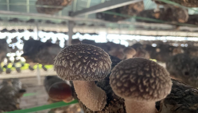 甘肅華池：食用菌實現出口創匯破“零”