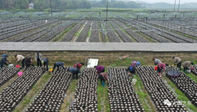 湖南衡東：新塘鎮(zhèn)黑木耳基地年采收100多萬(wàn)斤