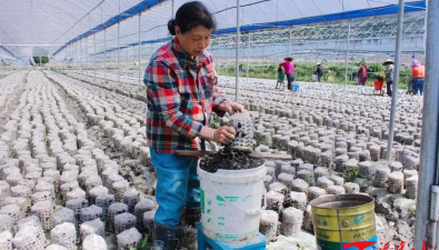 福建順昌：嵐下鄉種植姬松茸、黑木耳致富