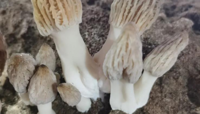 新疆吉木薩爾縣：昌吉九龍山公司喜迎羊肚菌采收上市期
