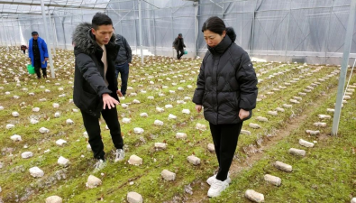 浙江開化：政協助銷羊肚菌2500多斤