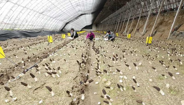 河北昌黎食用菌产业促增收
