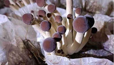 新疆呼图壁县：茶树菇新品种种植技术提升