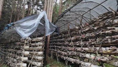 贵州铜仁：1亩林地7亩菇，林下立体种植食用菌